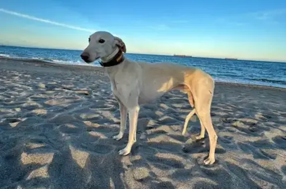 Galgo Blanco Perdido en Camino de Osborne