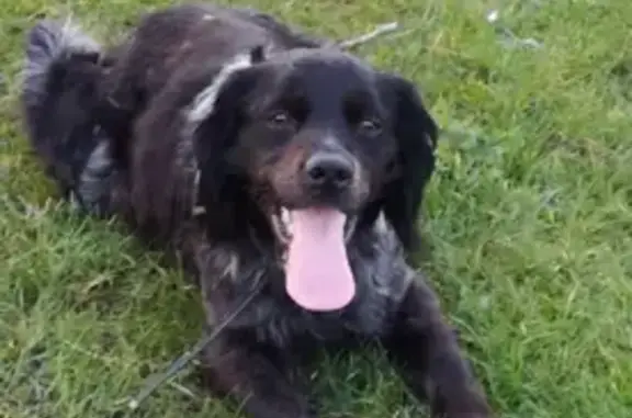 Chiens perdus: Épagneul & Labrador à Rang-du-Fliers - photo