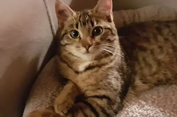Animaux perdus , photo: Chat tigré perdu rue des Pruniers