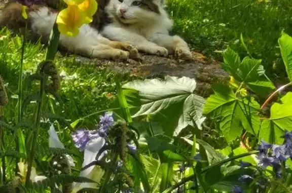 Chat blanc et gris cherche foyer Longuesse - photo