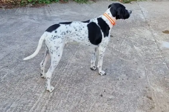 Chien perdu Châteaurenard, photo : Chien perdu à Châteaurenard samedi matin