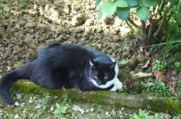 Chat perdu, Cambo-les-Bains, photo: Chatte âgée perdue à Cambo-les-Bains