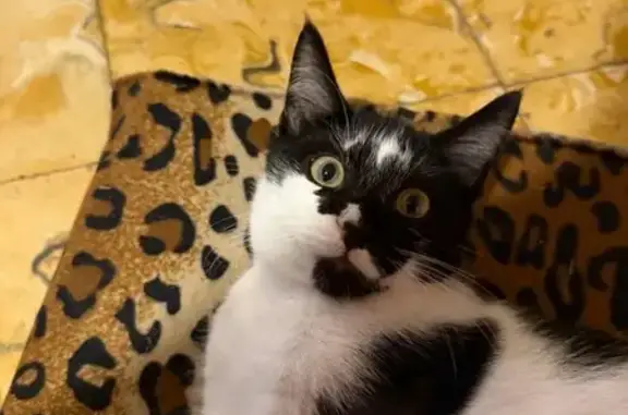 Gato Perdido: Blanco y Negro en San Juan