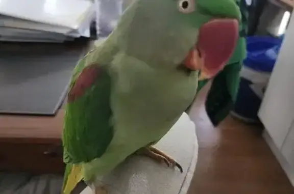 Lost Alexandrian Parrot in Wallacia, NSW