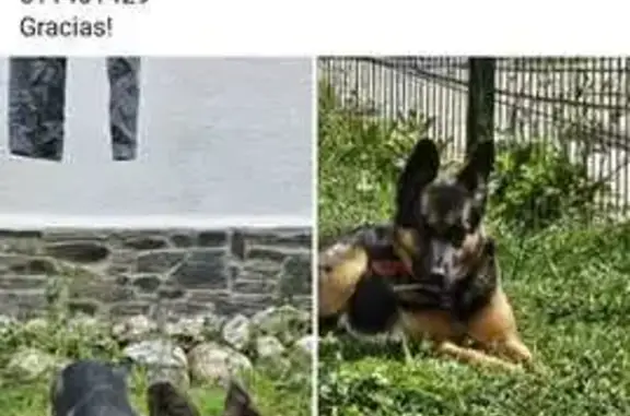 Perra Perdida en Santa Eulalia: Pelo Corto y Collar Rojo