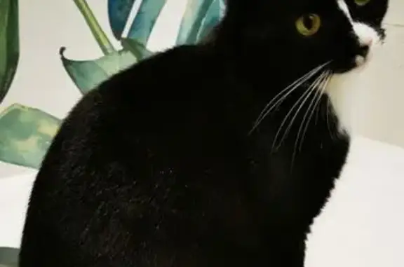 Animaux perdus Mauguio, photo: Chat perdue Mauguio, pattes blanches