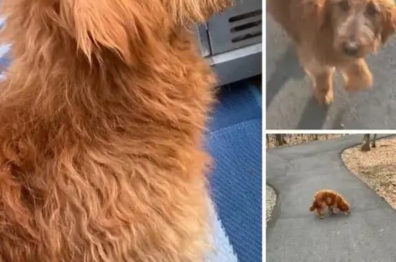 Lost Dog: Long Nose on Wild Meadow Dr