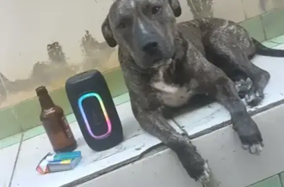 cachorro desaparecida