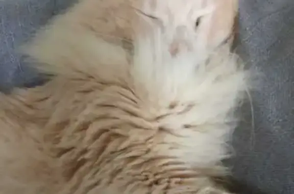 Animaux perdus Rillieux-la-Pape, photo: Chat perdue à Rillieux-la-Pape