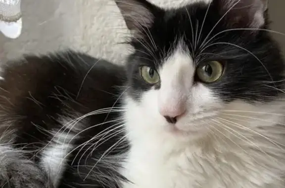 Chat perdu : Félix, noir et blanc, tatoué - photo