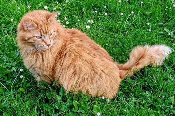 Animaux perdus Antony, photo: Chat roux perdu, sociable, Antony