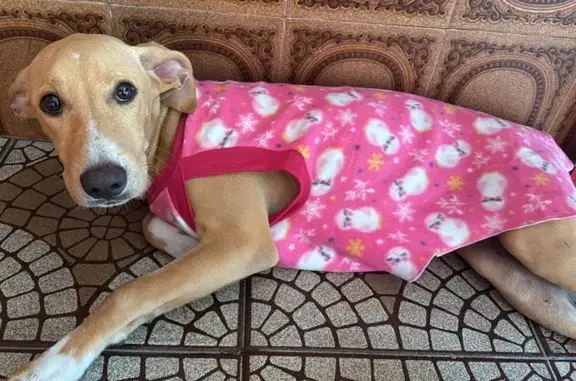 cachorro encontrada