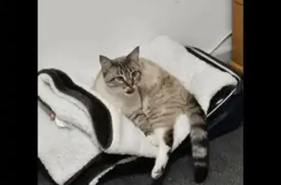 Chat perdue Crème, Grand Av. du Dr Jean Mac - photo