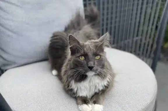 Lost: Long-Haired Grey Cat in Ngunnawal