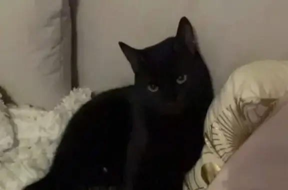 Chat perdu, , photo: Chat noir perdu, tache blanche, Pradons