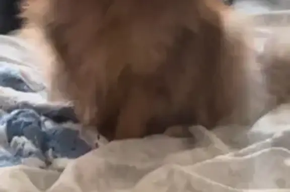 Missing: Sweet Orange Pomeranian Roxy