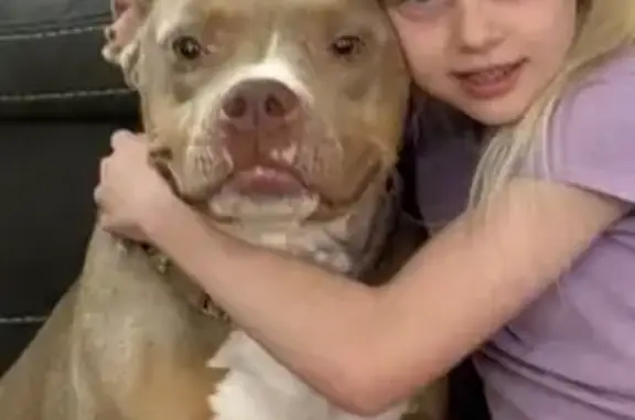 Lost Tan Dog Near Hwy 126, Bristol