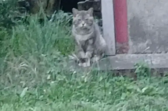 Chat tigré gris aperçu à Riom - photo