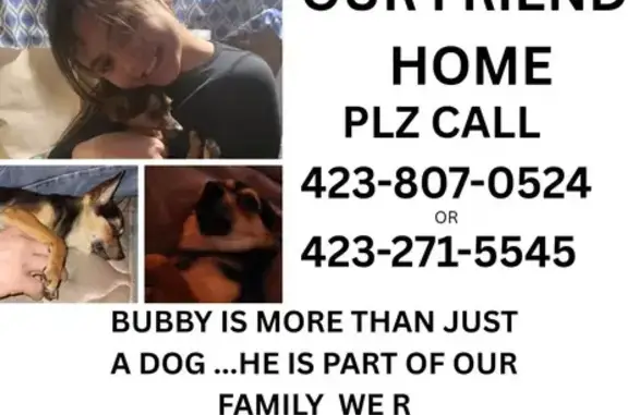 Lost Chihuahua: Skittish & Small in Philly