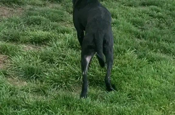 Friendly Black Dog Found at Coventry Court
