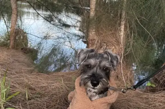 Lost Dog on SW 7th Terrace, FL