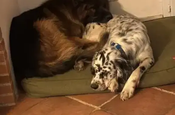 Chien perdu , photo : Chien tricolore perdu à Bonrepos-sur-Aussonnelle
