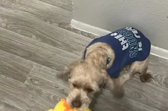 Lost: Friendly Yellow Dog in Phoenix
