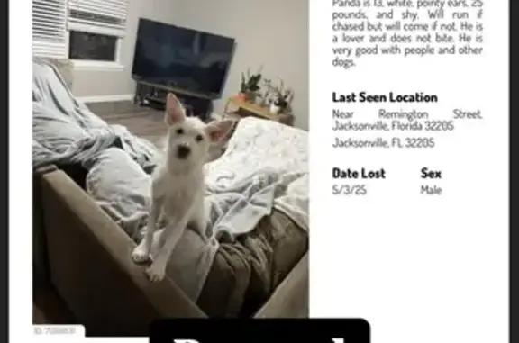 Lost: 13-Year-Old White Pup in Jax