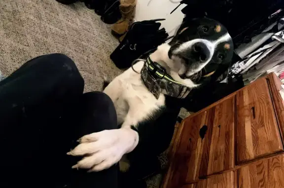 Help Find Trigger: Friendly Dog Lost!