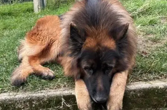 Chien perdu , photo : Chien perdu : poil long, sociable, avec setter