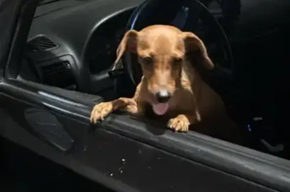 cachorro encontrada