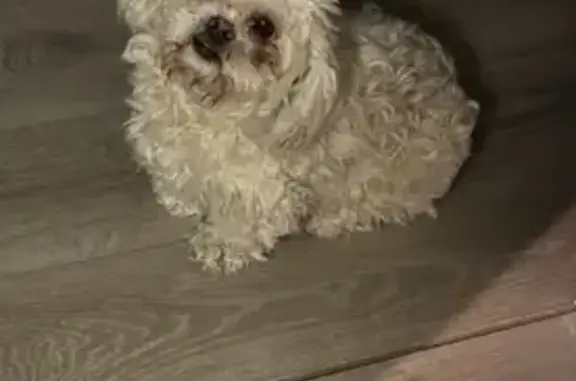 Lost: Fluffy White Dog on South Park Ave