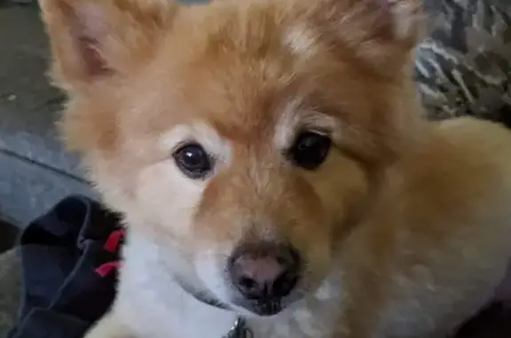 Lost: Diabetic, Blind Dog in Fairfax