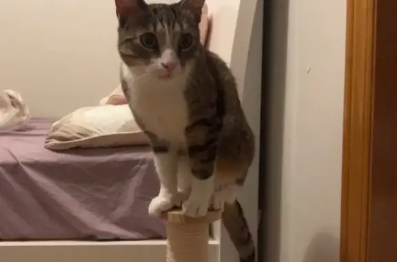 Lost Tabby: Heart-Shaped Spot in Toronto