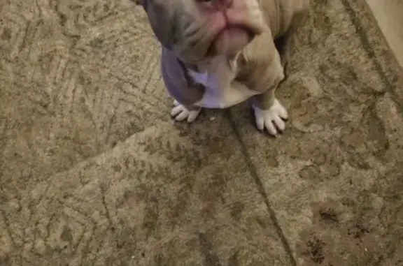 Lost Puppy: Tan with White Markings, Wichita