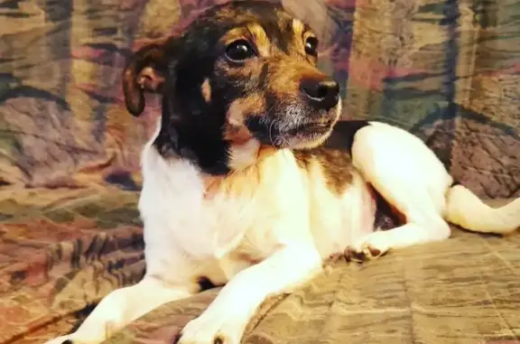 ¡Perro Perdido en Quijas, Reocín!