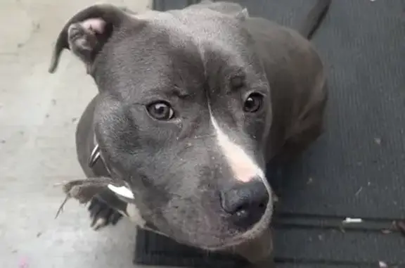 Sweet Pit Mix Found: Needs Loving Home!