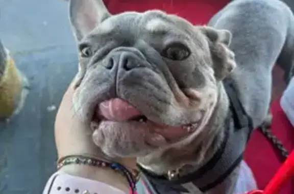 Lost Dog: White Mark, Camo Collar