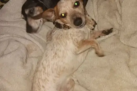 Lost: Skittish White Dog, 10lbs, Mpls