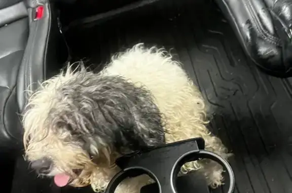 Found: Shaggy Black & White Dog in Islip