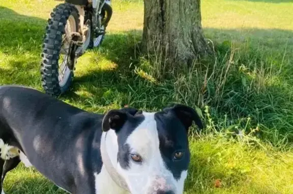 Lost Dog Bo: Black & White, Camouflage Collar
