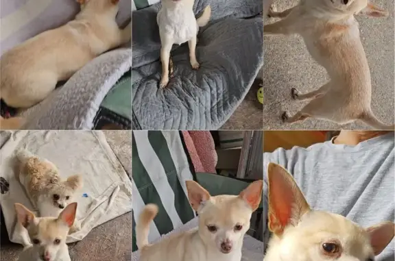 Lost Chihuahua: Brown & Tan, Houston