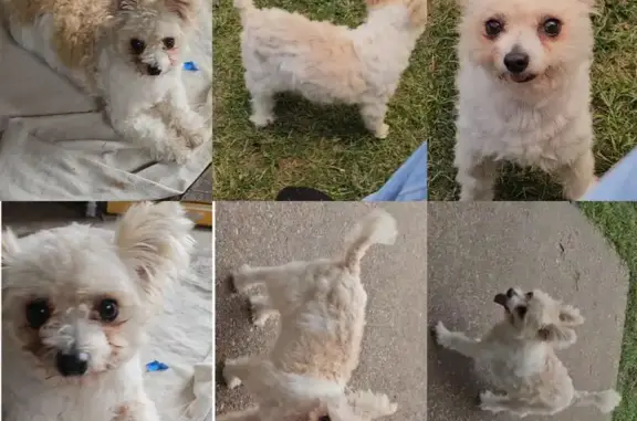 Lost Maltipoo: White & Brown, Houston