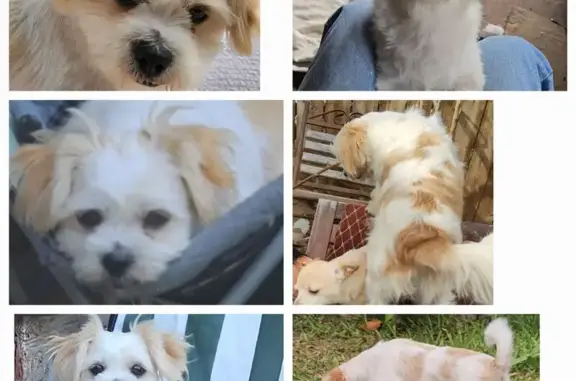 Lost Dog: White/Brown, Fallbrook Dr, 955