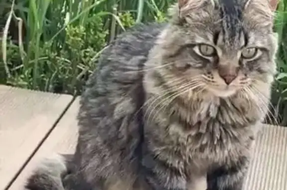 Animaux trouvés Plauzat, photo: Chat européen tigré trouvé à Plauzat