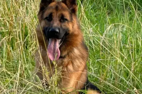 Chien perdu: Berger allemand noir et feu - photo
