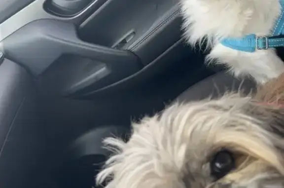 Lost Dogs: Milo & Bean in Kansas City