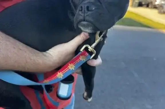 Found Black & White Dog in N. Little Rock
