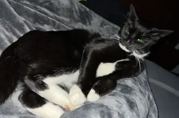 Friendly Tuxedo Cat Lost in Glastonbury