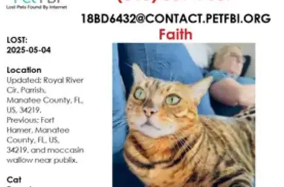 Help Find Faithie: Lost Leopard-Like Cat